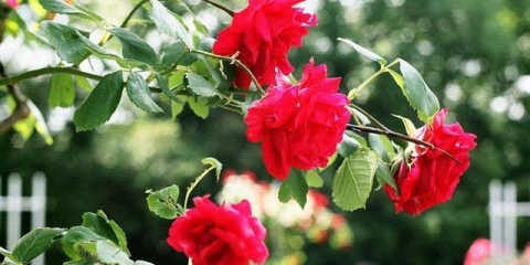 Zašto se listovi ruže suše